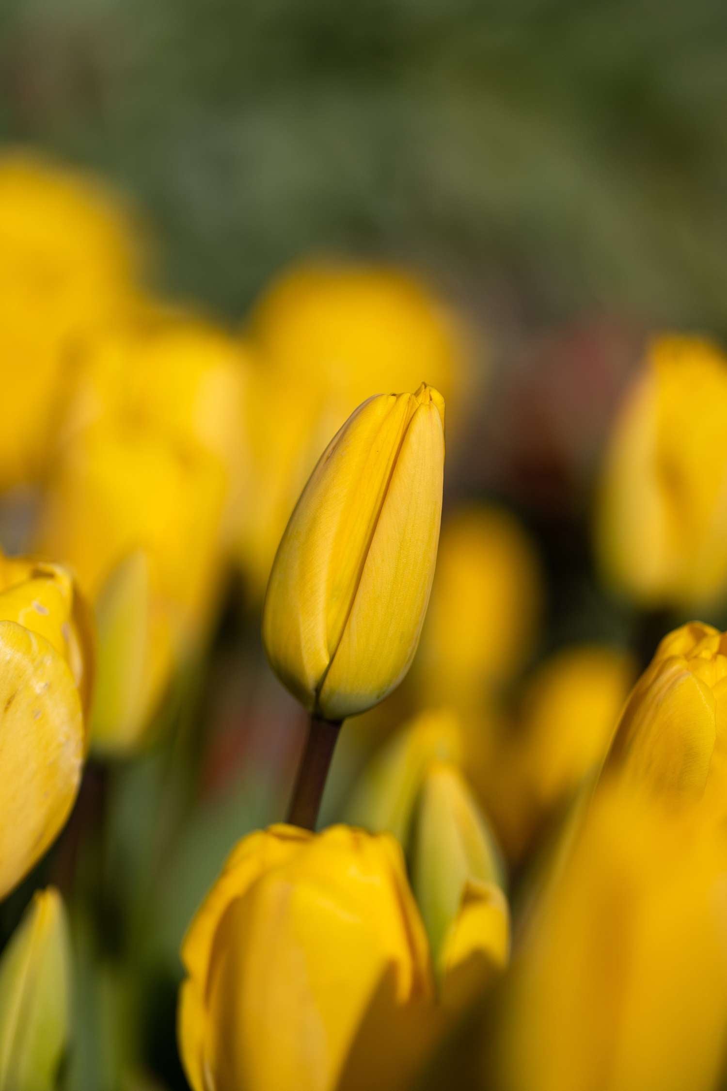 Tulppaani 'Golden Apeldoorn'